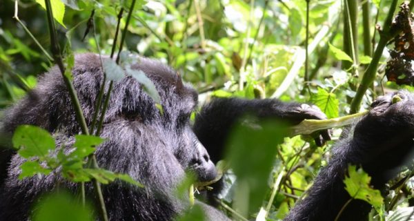 12 Days Gorillas and Wildlife Safari Uganda