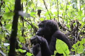 13 Days Uganda gorilla safari & wildlife tour