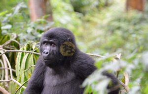 3 Days Bwindi Uganda Gorilla Trekking Safari - Wild Jungle Trails Safaris