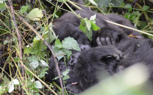 3 Days Gorilla Habituation Safari Uganda - Uganda Gorilla Safaris Trails