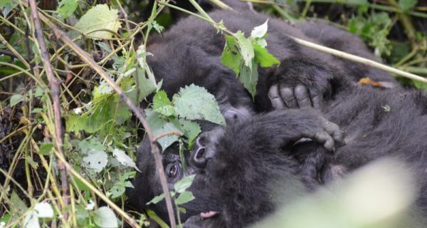 3 Days Gorilla Habituation Safari Uganda - Uganda Gorilla Safaris Trails
