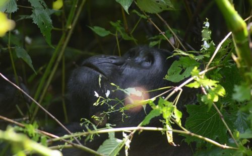 4 Days Bwindi Gorilla Trekking Flying Safari