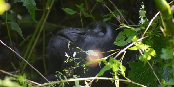4 Days Bwindi Gorilla Trekking Flying Safari