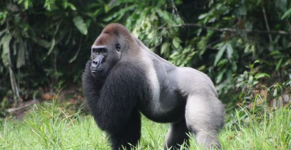 4 Days Virunga gorilla trek & Nyiragongo hiking safari Congo