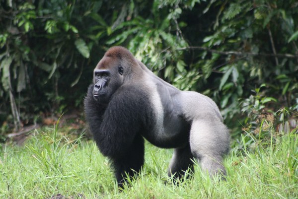 4 Days Virunga gorilla trek & Nyiragongo hiking safari Congo