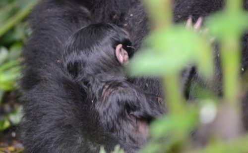 5 Days Bwindi Gorilla safari & Queen Elizabeth wildlife tour