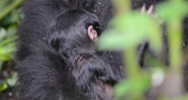 5 Days Bwindi Gorilla safari & Queen Elizabeth wildlife tour