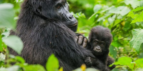 5 Days Congo gorilla safari and chimpanzee habituation tour