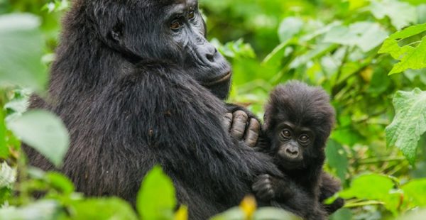 5 Days Congo gorilla safari and chimpanzee habituation tour