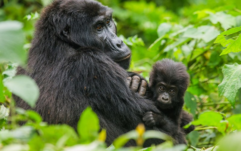 5 Days Congo gorilla safari and chimpanzee habituation tour