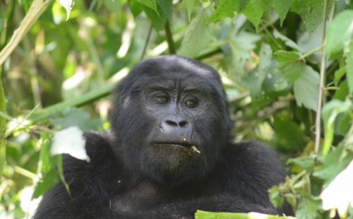 5 days chimpanzee & gorilla trekking safari Uganda