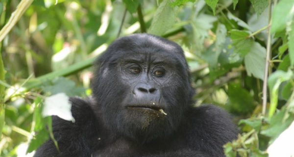 5 days chimpanzee & gorilla trekking safari Uganda
