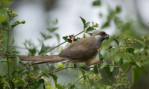 Bird watching in Mgahinga Gorilla National Park