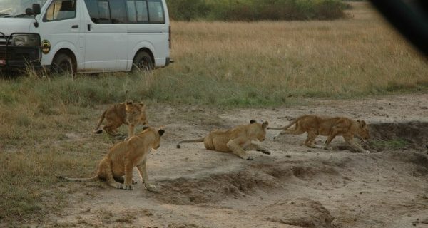 Game drives in Murchison Falls National Park - Wild Jungle Trails Safaris