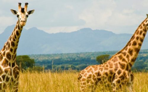 Game viewing in the kidepo valley national park