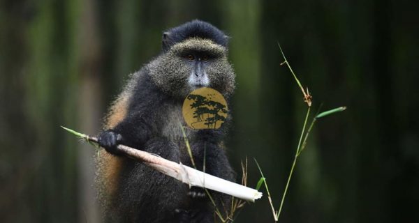 Golden Monkeys in Uganda Safaris - Wild Jungle Trails Safaris Uganda