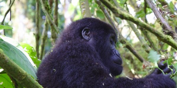 Gorilla safaris in Uganda
