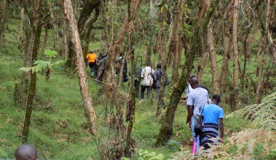 Hiking and nature walks in Mgahinga Gorilla National Park