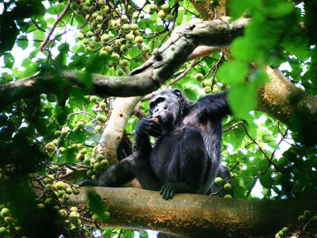 5 Days Chimpanzee & Gorilla Trekking Safari