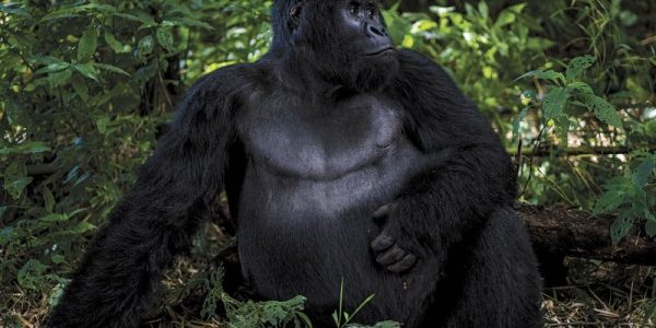 6 Days Congo gorilla trekking safari and Nyiragongo hiking tour