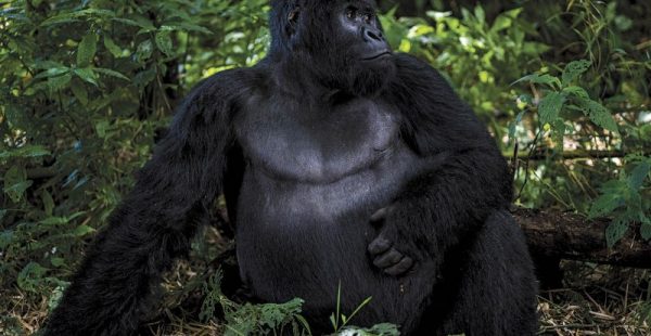 6 Days Congo gorilla trekking safari and Nyiragongo hiking tour