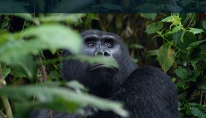 Mountain Gorilla trekking in Mgahinga Gorilla National Park_800x458