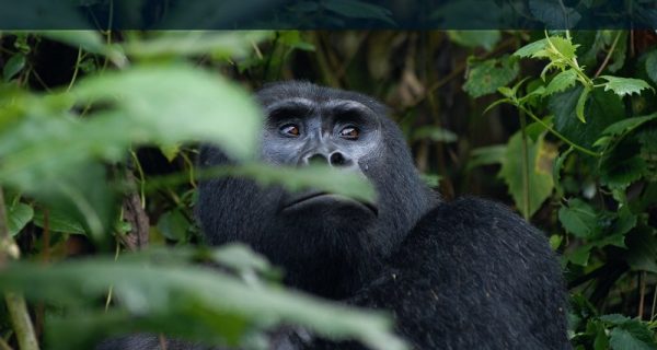 Mountain Gorilla trekking in Mgahinga Gorilla National Park_800x458