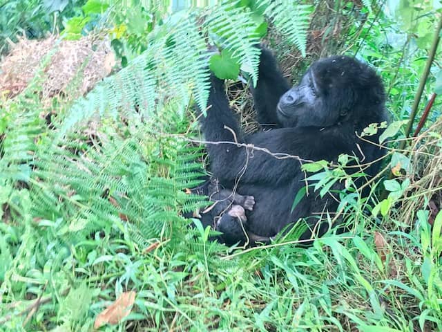 Mubare group, oldest gorilla family in Bwindi gets new baby gorilla October 2019 –Travel News