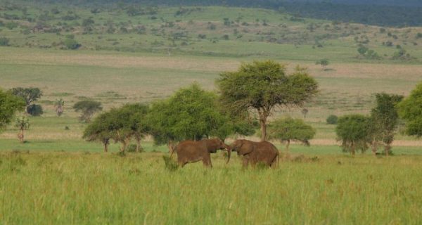 Nature walks in Kidepo Valley National Park