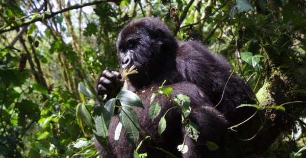 Rwanda Gorilla Safari Uganda gorilla tour