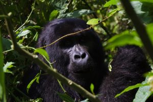 3 days rwanda gorilla tracking safari
