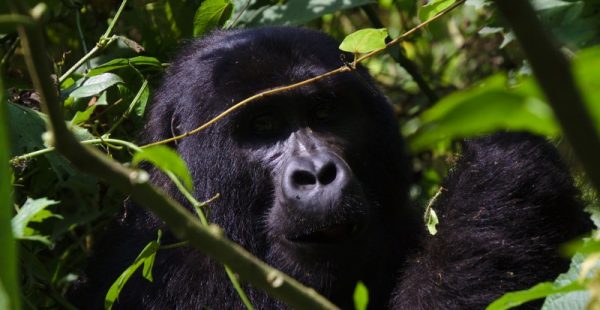 3 days rwanda gorilla tracking safari