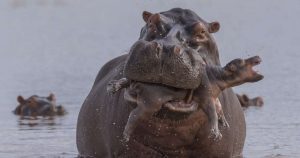 Why Baby hippos are killed by the adult males - Baby Hippo attacked by the adult 