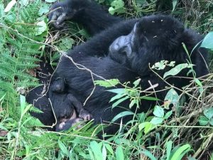 Mubare group, oldest gorilla family in Bwindi gets new baby gorilla October 2019 –Travel News 