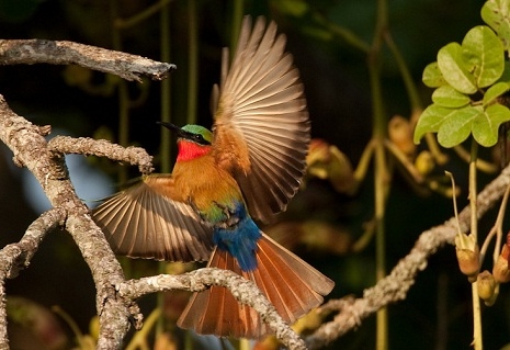 Birding in Kibale Forest National Park