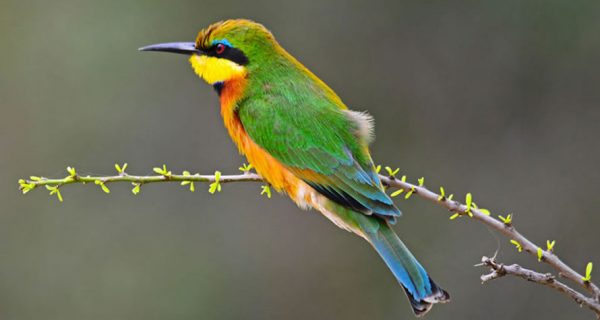 Birds in Lake Mburo National Park