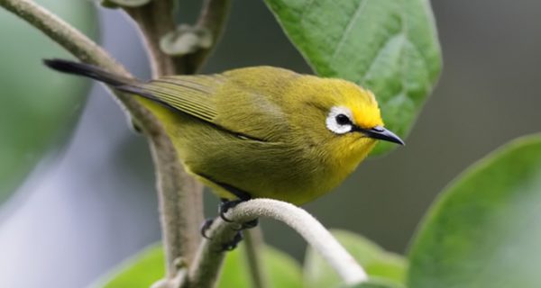 Birds in Mount Elgon National Park
