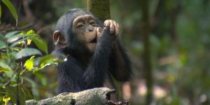 Chimpanzee trekking in the Kyambura gorge