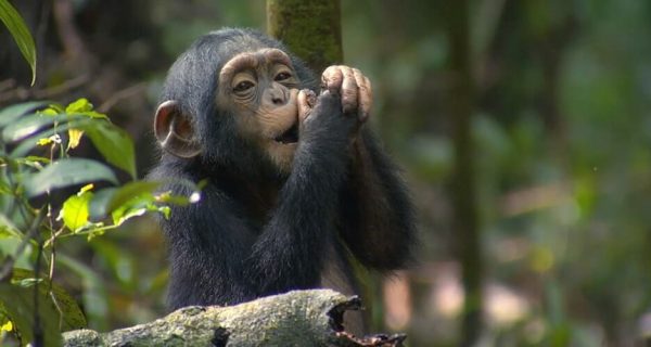 Chimpanzee trekking in the Kyambura gorge