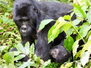 gorilla trekking in Bwindi Forest National Park