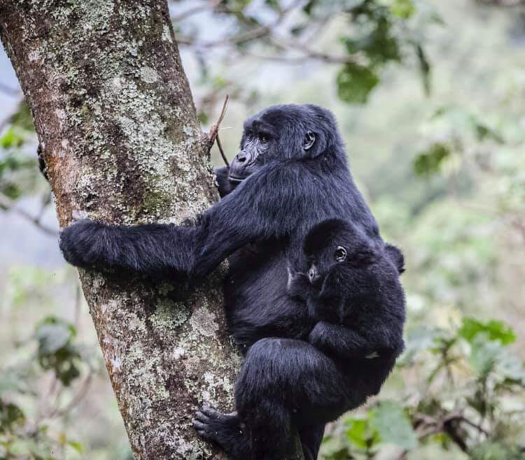 Gorilla trekking in Bwindi Forest National Park