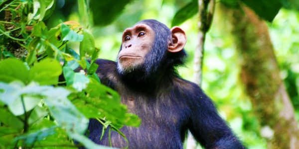 Chimpanzees in Kibale Forest Park Uganda