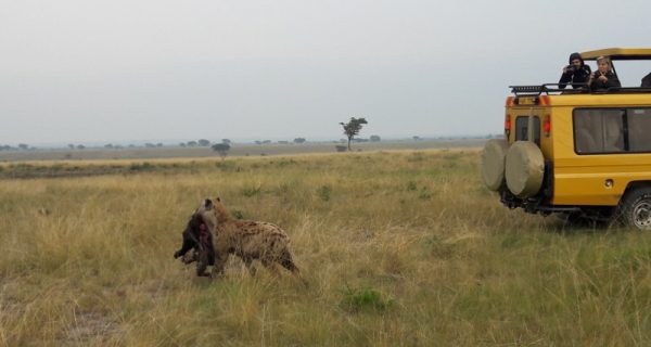 Morning game drive in Queen Elizabeth National Park