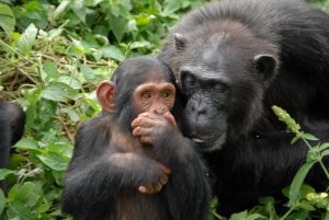 1 Day Ngamba Island Chimpanzee Sanctuary Tour
