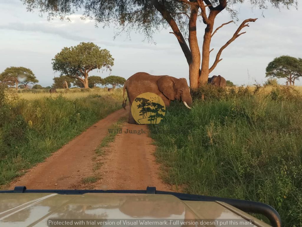 3 Days Queen Elizabeth National Park Safari, Uganda Wildlife Safari