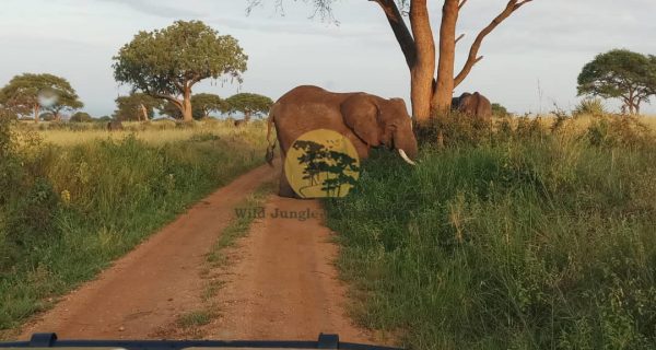 Wildlife in Queen Elizabeth National Park