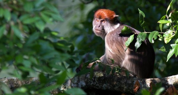 red colobus monkey in Kibale Forest National Park