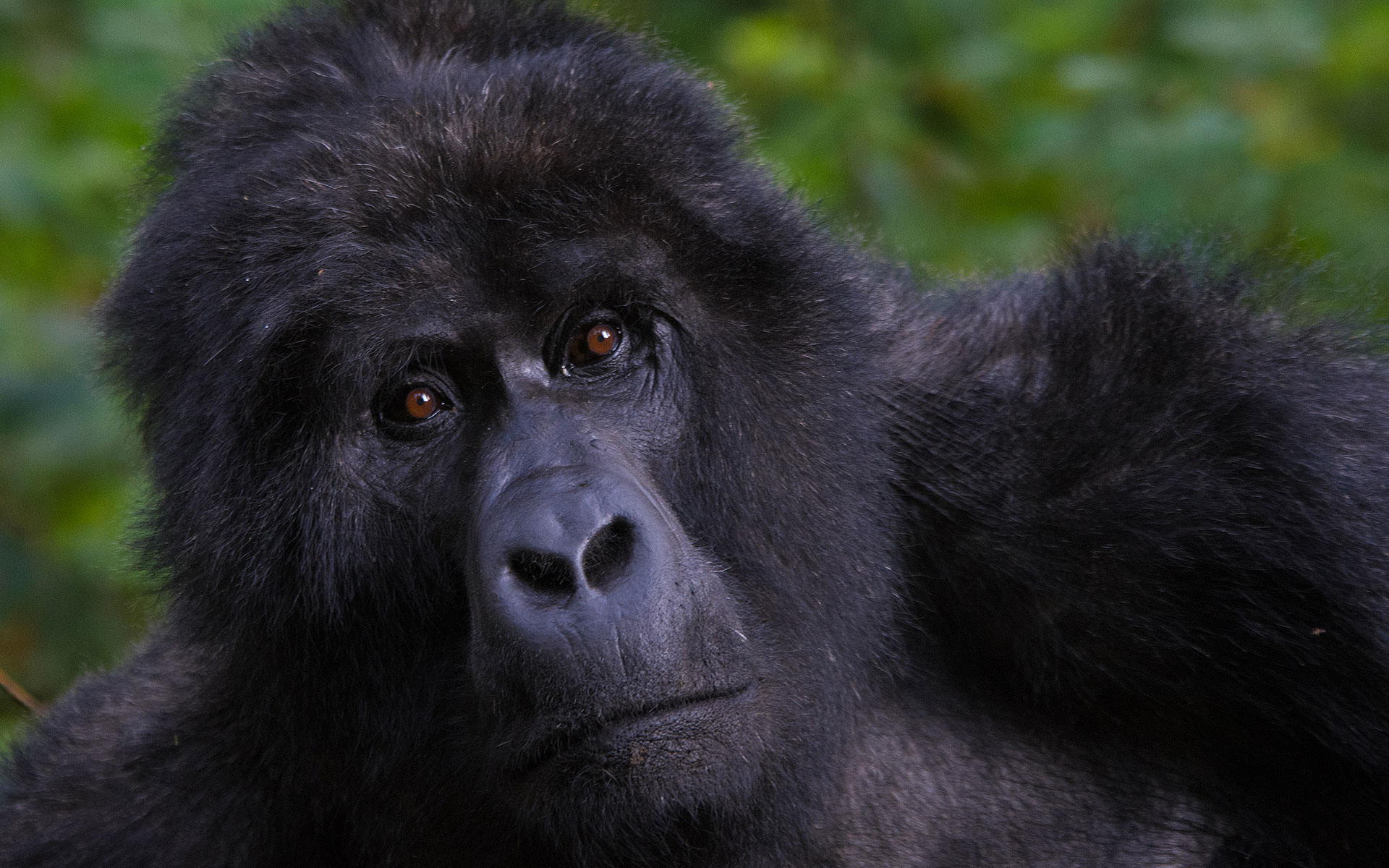 Gorilla Trekking Safaris in Uganda and Rwanda