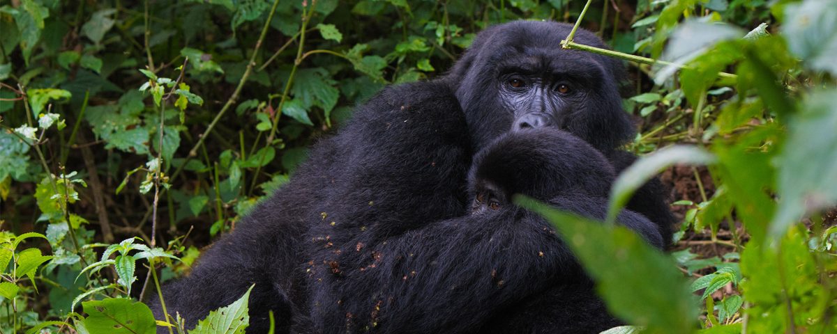 Gorilla Trekking Safaris in Uganda and Rwanda