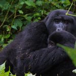 Gorilla Trekking Safaris in Uganda and Rwanda